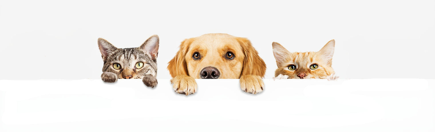 Home Page Banner Image